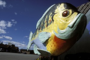 World's Largest Bluegill, Orr, MN